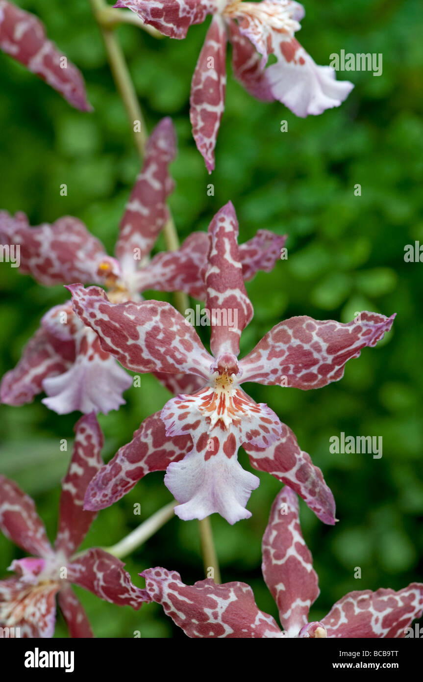 Orchid:  x Wilsonara Gertrude Amelia gx Stock Photo