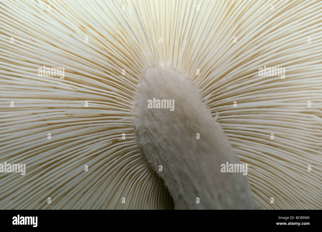 The fragile underneath gill detail of a Shitaki Mushroom and stalk. Stock Photo