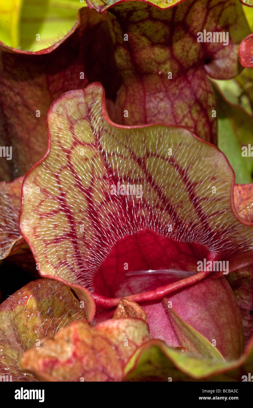 Pitcher plant: Sarracenia purpurea venosa Stock Photo