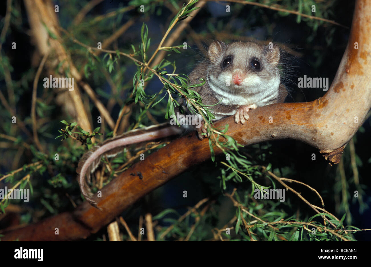 An alert Feathertail Glider with tail outstretched climbs a branch. Stock Photo