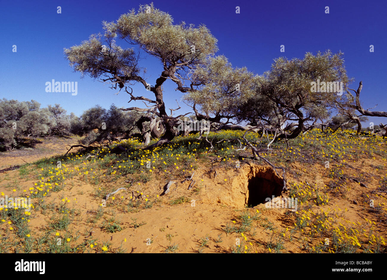 A Dingo's den dugout in a sand dune surrounded by wild flowers. Stock Photo