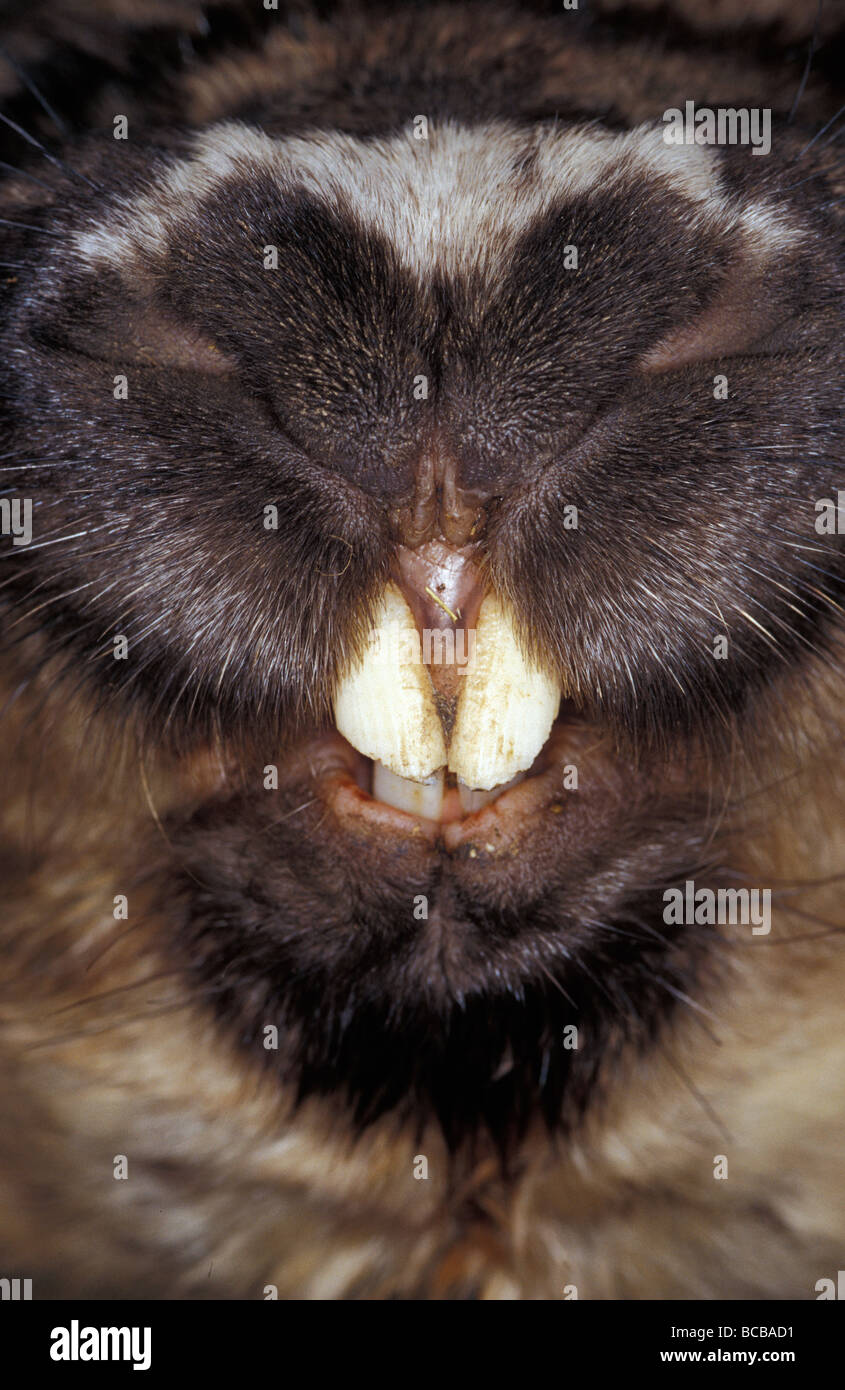 Southern Hairy-Nosed Wombat incisor teeth and nose snout detail. Stock Photo
