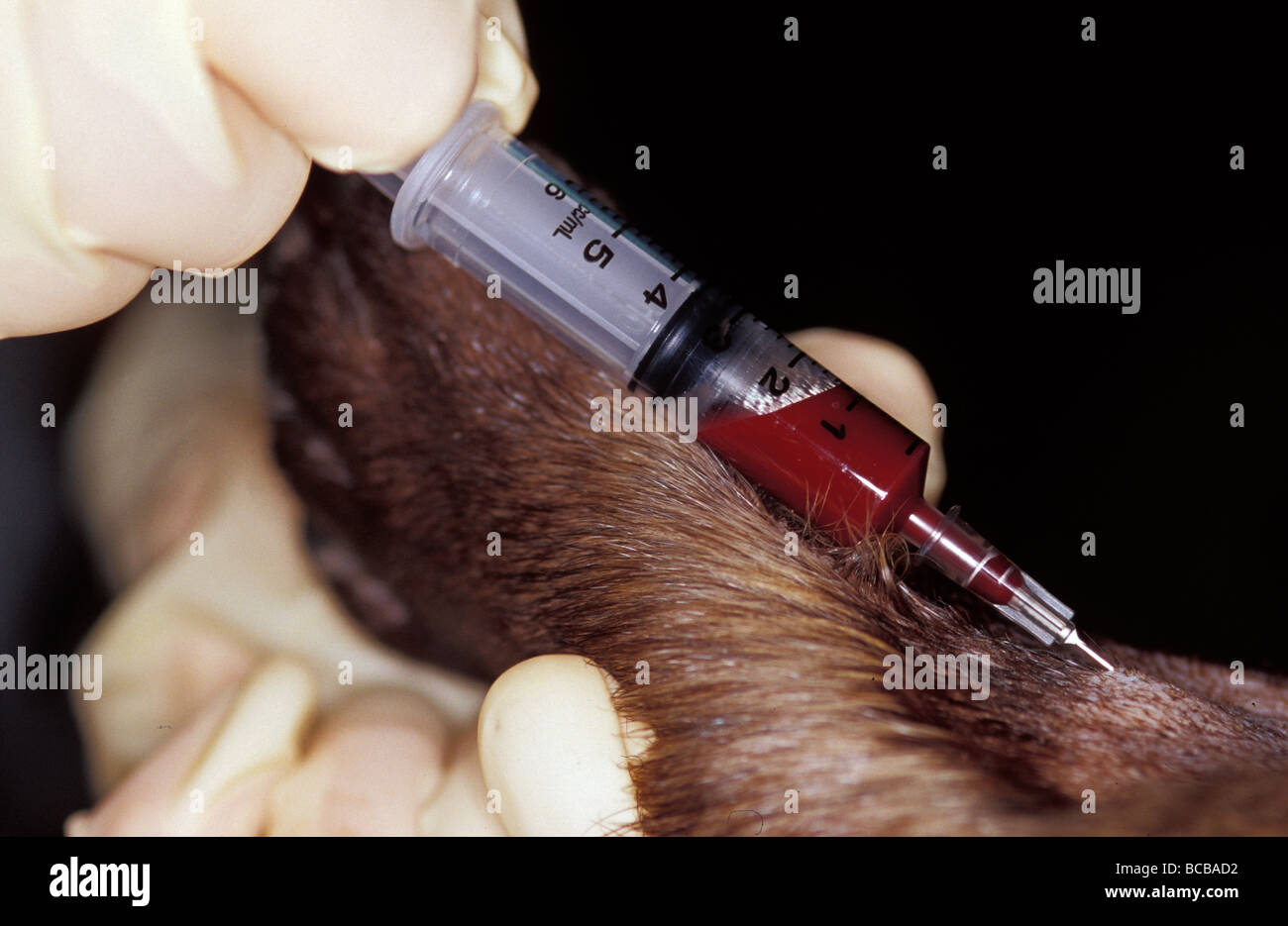 Researcher collecting blood sample from a Southern Hairy-Nosed Wombat. Stock Photo