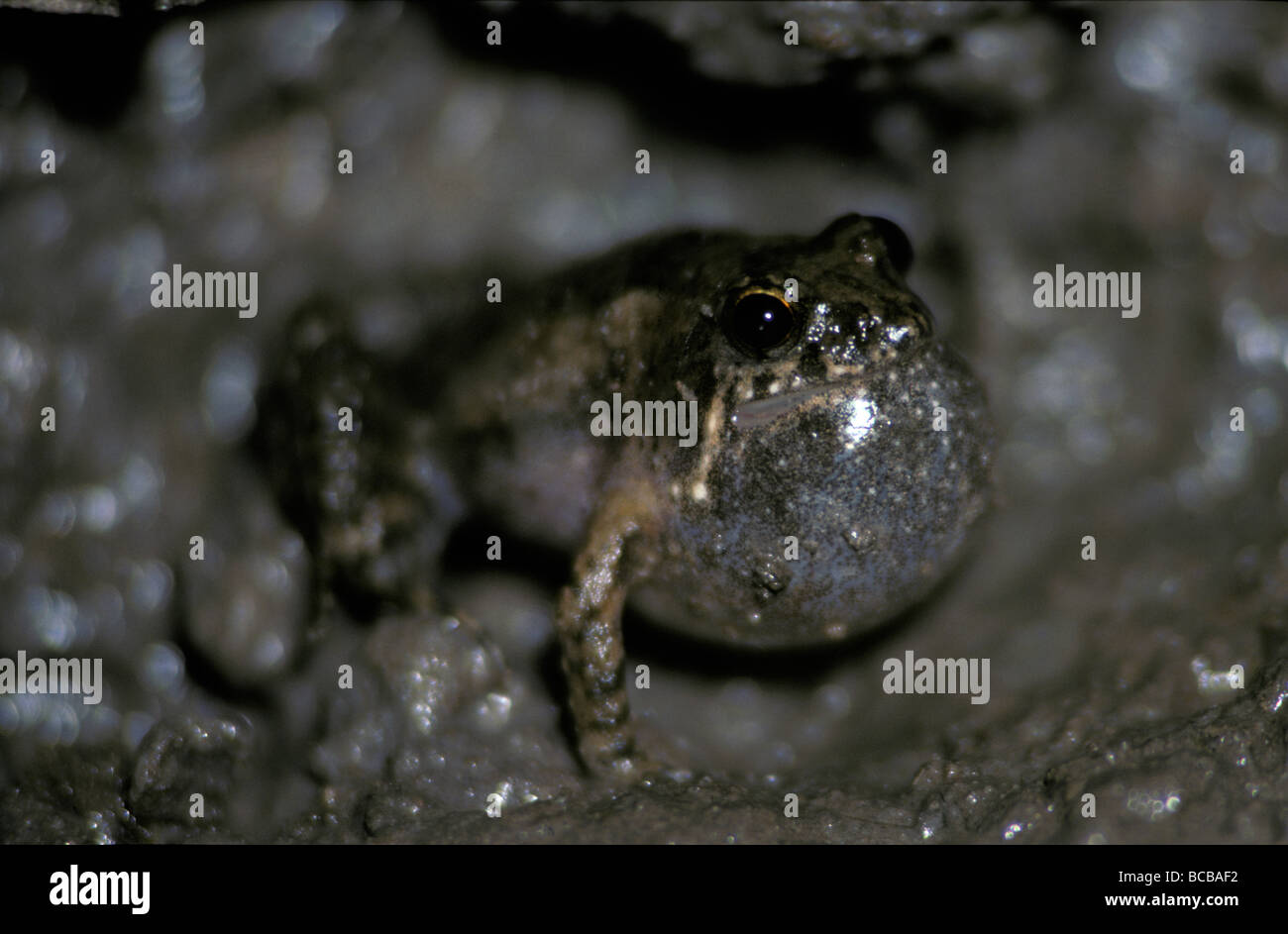 Litoria meiriana hires stock photography and images Alamy
