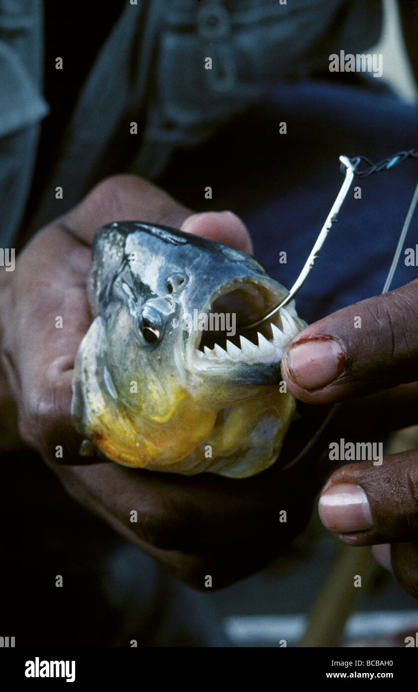 Yellow Pirahna caught on a fish hook in a Brazilian Indian's hands. Stock Photo