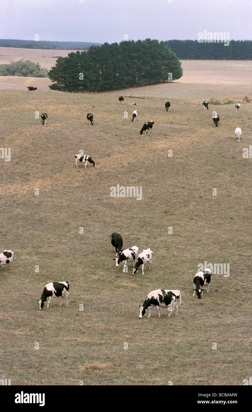 Cattle black and white hi-res stock photography and images - Alamy
