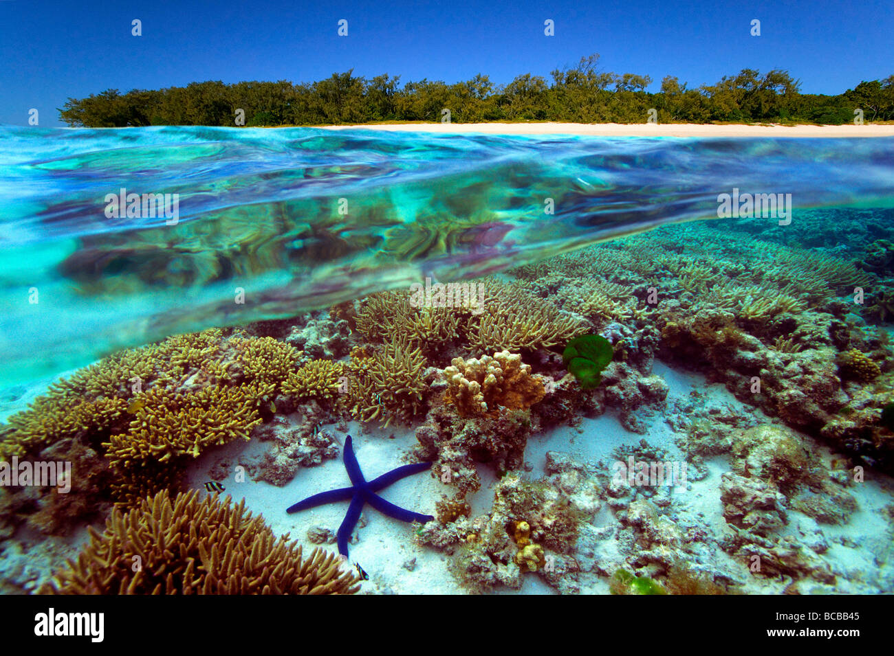 Underwater view of Great Barrier Reef Australia Stock Photo