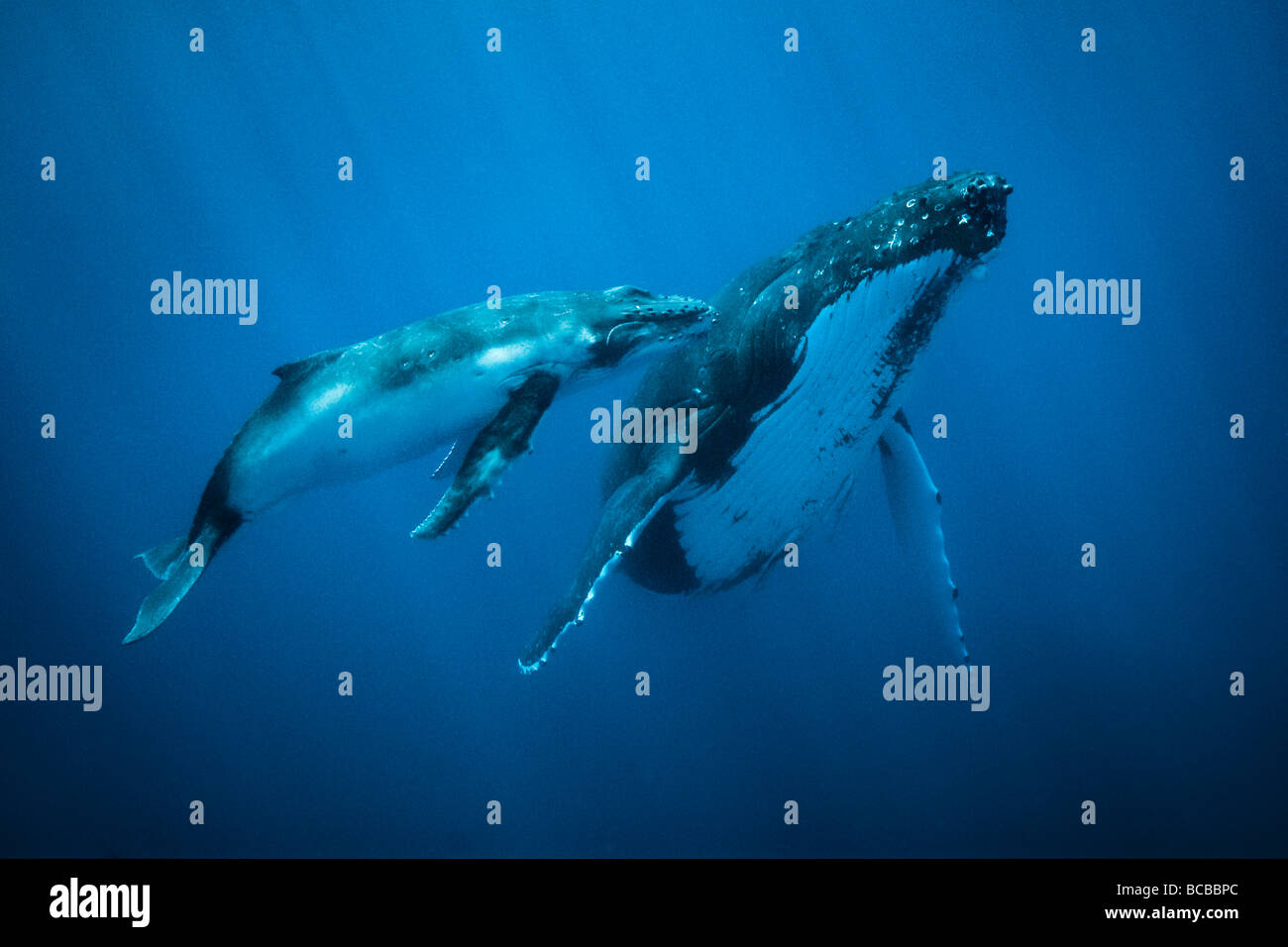 Baby humpback whale hi-res stock photography and images - Alamy