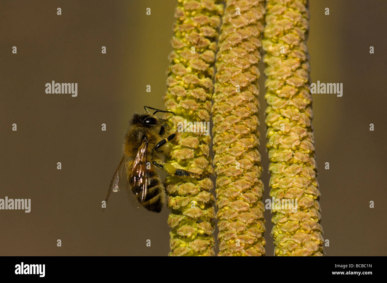 ape bee Apis mellifica nocciolo Coriolus avellana insetti insect impollinazione impollination Stock Photo