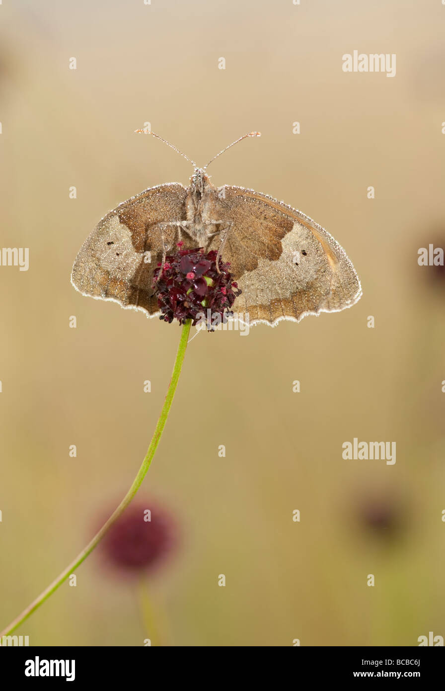 meadow brown butterfly in morning dew on geat burnet flower Stock Photo