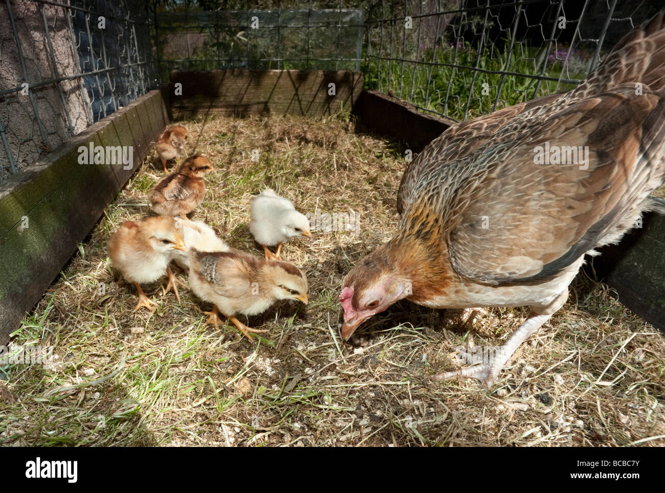 Old english bantam hen and chicks in nest box Stock Photo