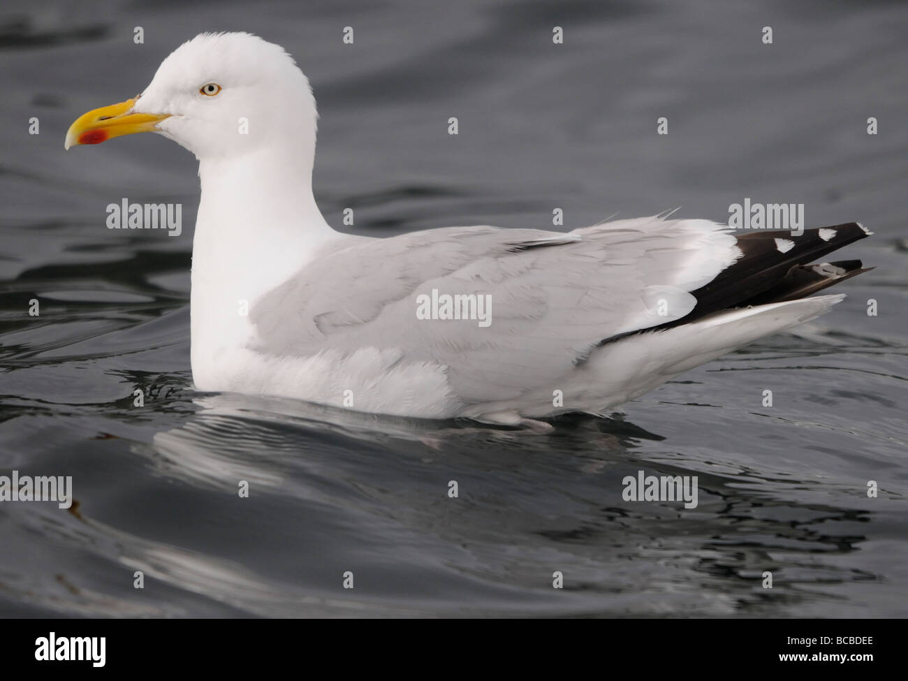 Swimming Herring Gull (Larus argentatus). Stock Photo