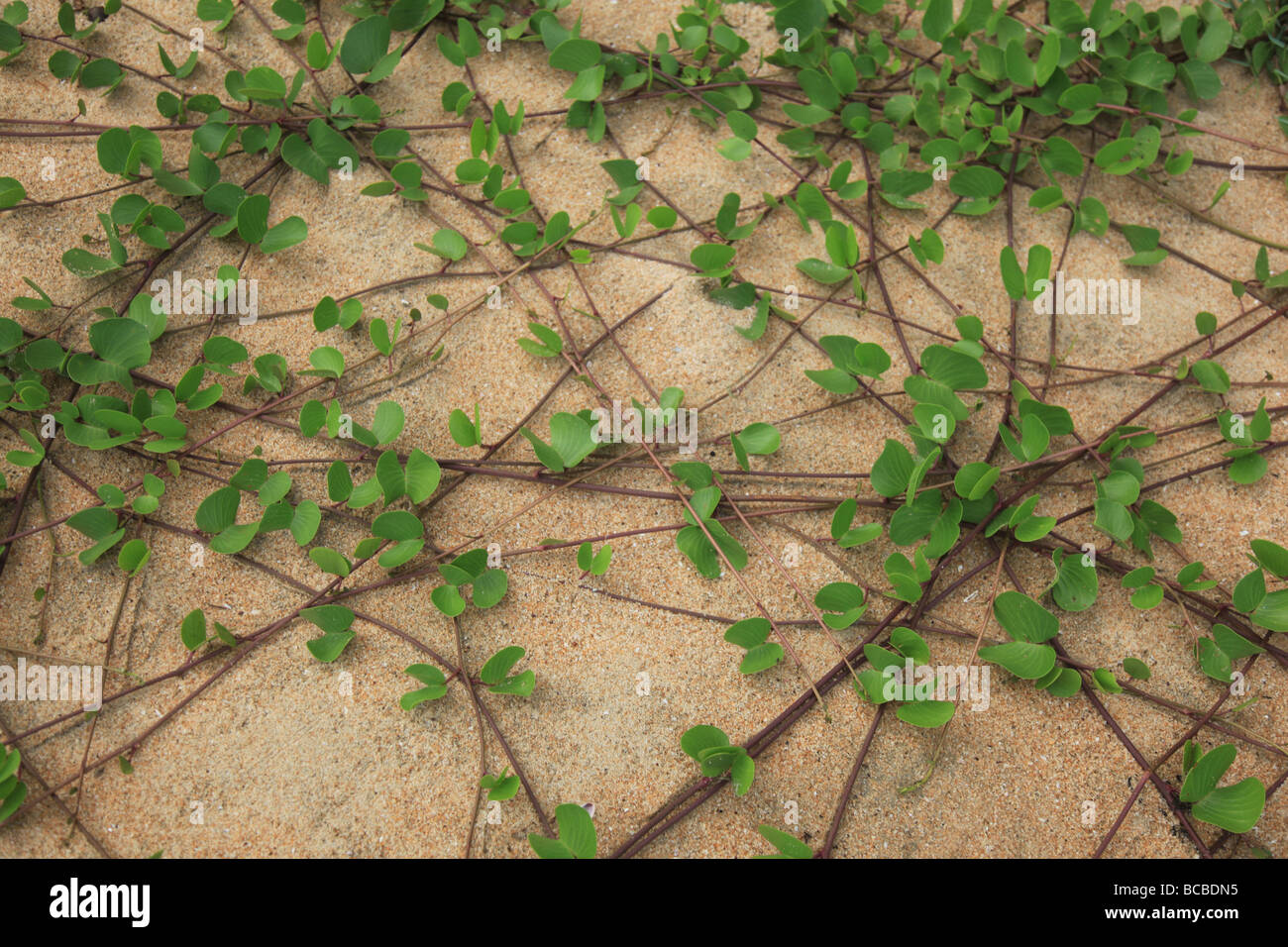 Climbing plant over the sands in Varkala beach Kerala Stock Photo Alamy