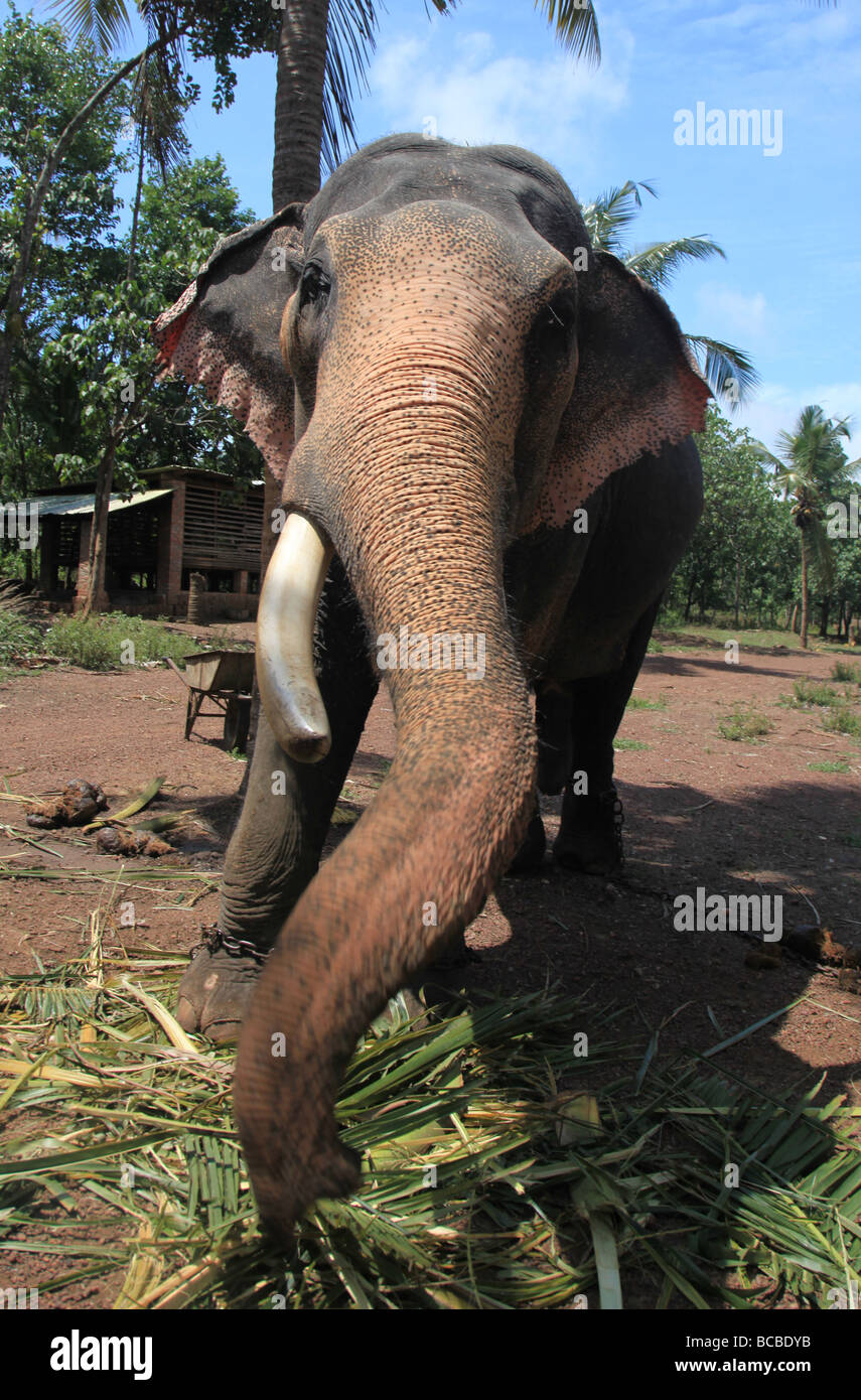 Indian Elephant in Captivity in Kerala Stock Photo Alamy