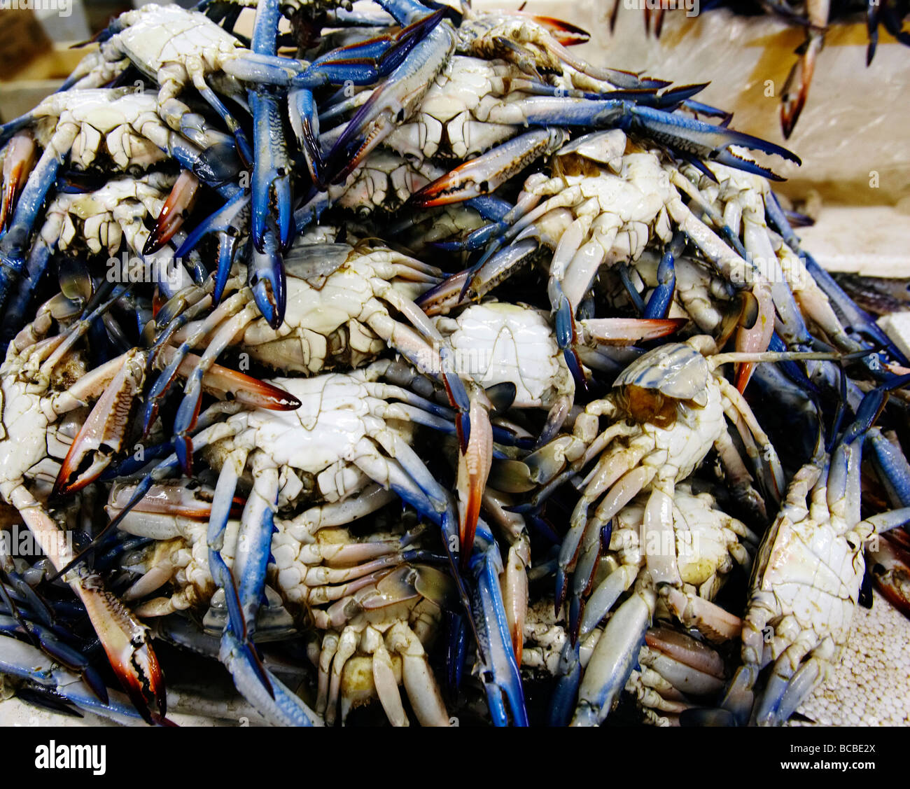 Crabs on sale. Dubai fish market souk Stock Photo Alamy