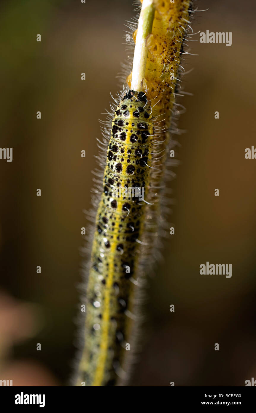 a caterpillar pest eating rocket plant in the garden Stock Photo Alamy