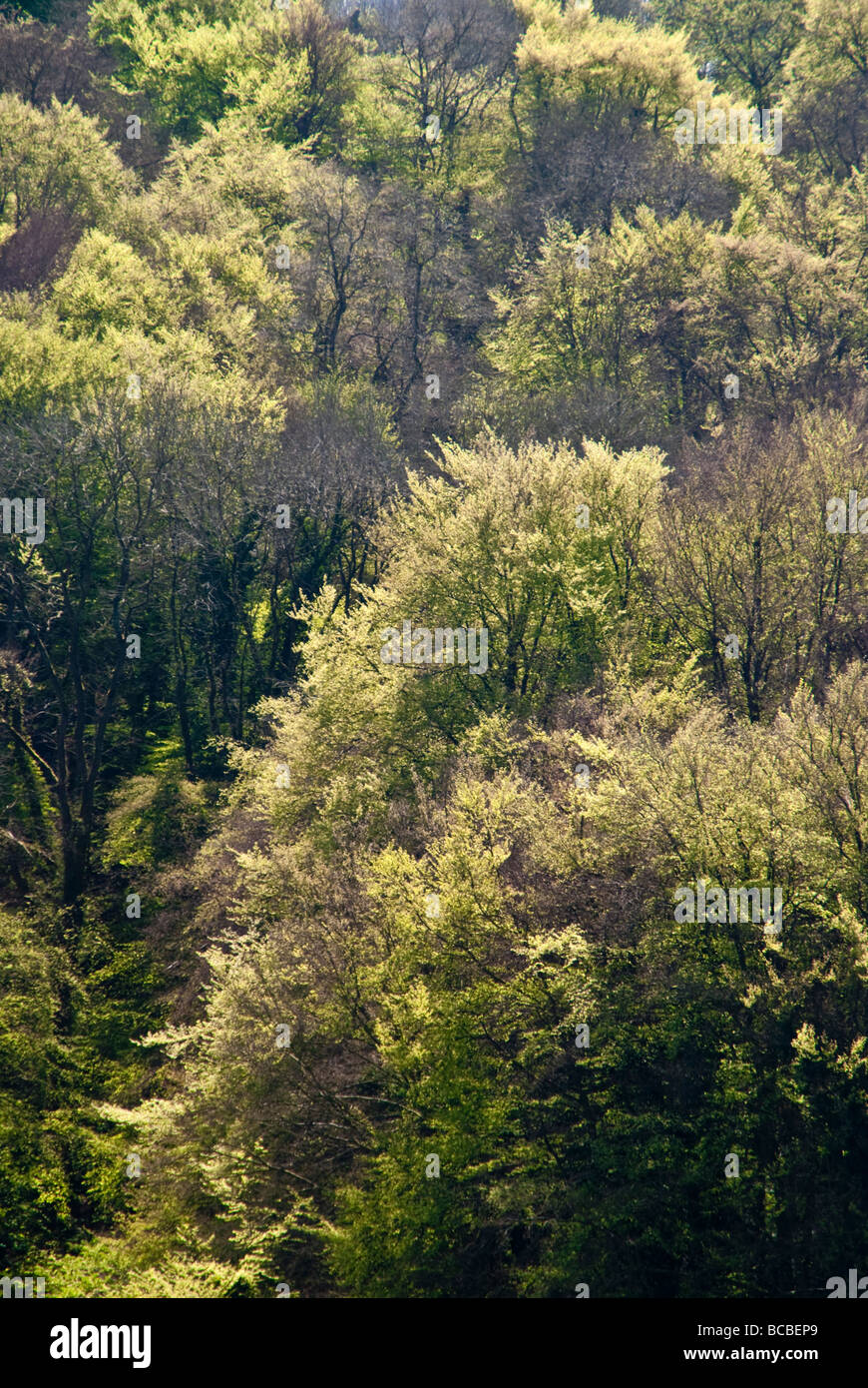 Beech woodland coming into leaf in spring, Cotswold Commons and Beechwoods National Nature Reserve UK Stock Photo