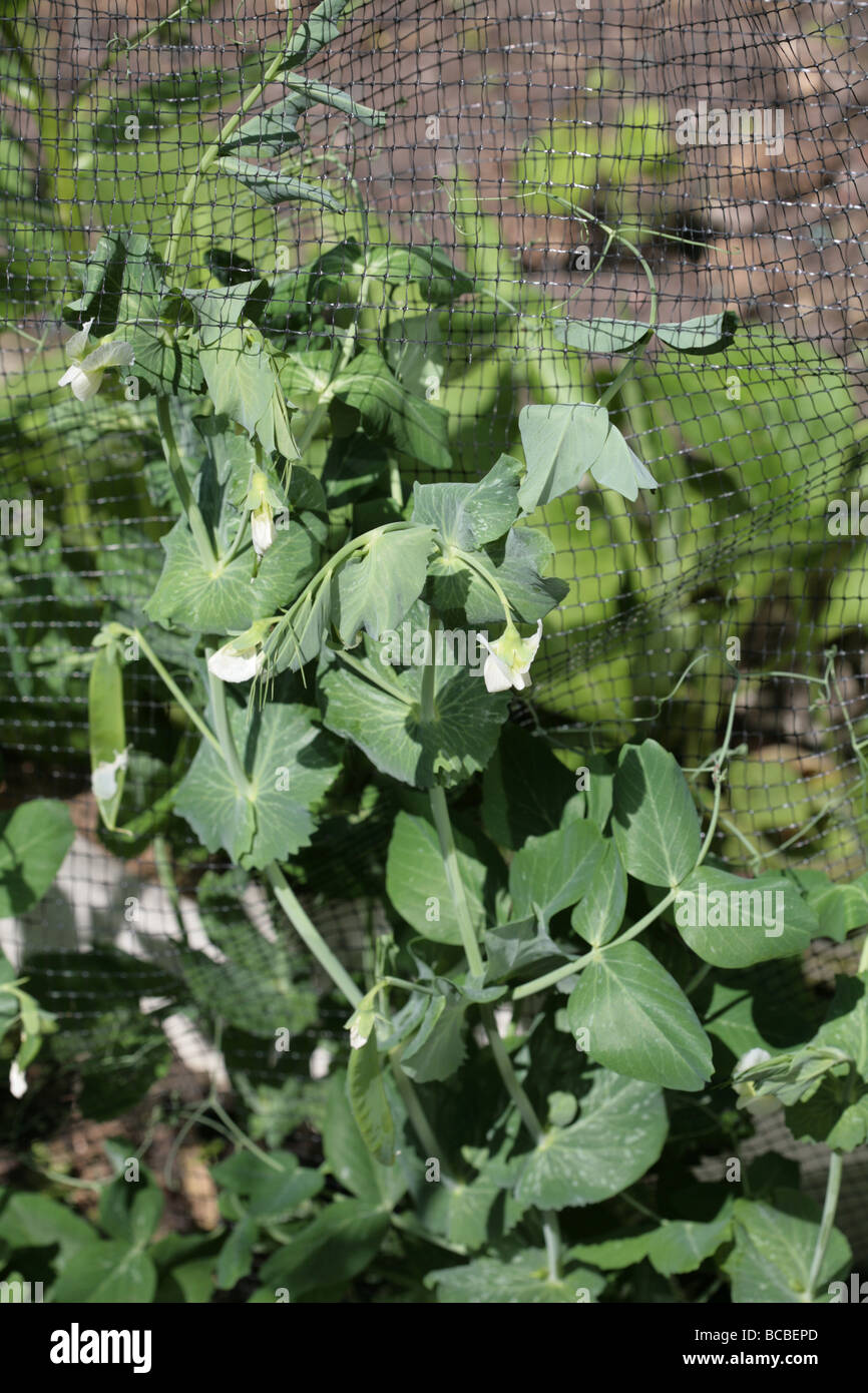 Garden Pea variety Hurst Greenshaft, growing in a garden, Cheshire