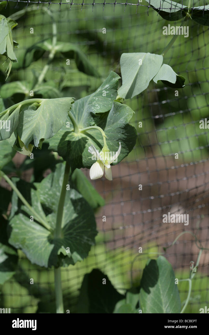 Garden Pea variety Hurst Greenshaft, growing in a garden, Cheshire
