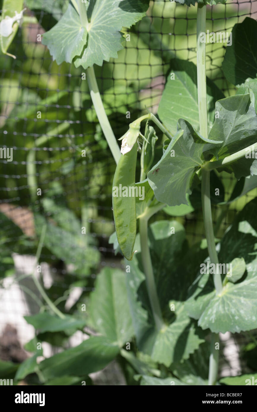 Garden Pea variety Hurst Greenshaft, growing in a garden, Cheshire