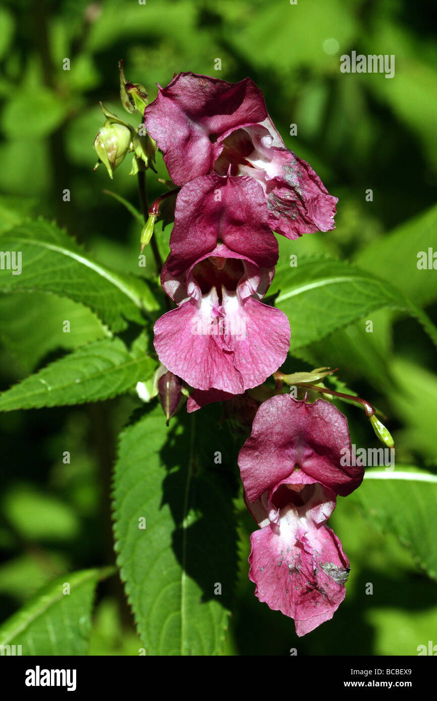 Himalayan Balsam Impatiens glandulifera  Close up Shot CAnon Macro 100 mm  also known as Indian Balsam or Policeman's Helmet Stock Photo