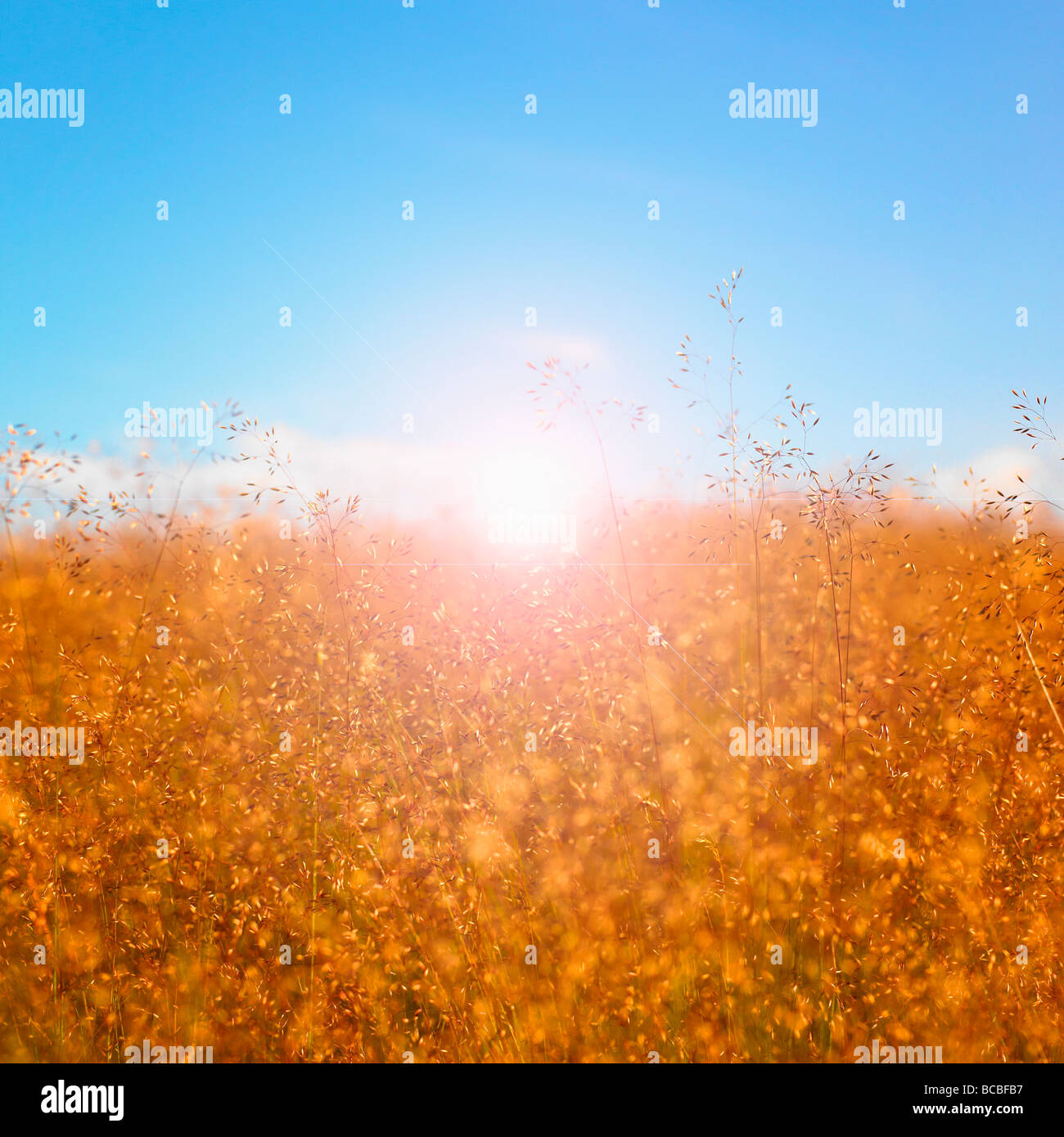 Grass seed heads with blue sky and sun Stock Photo Alamy