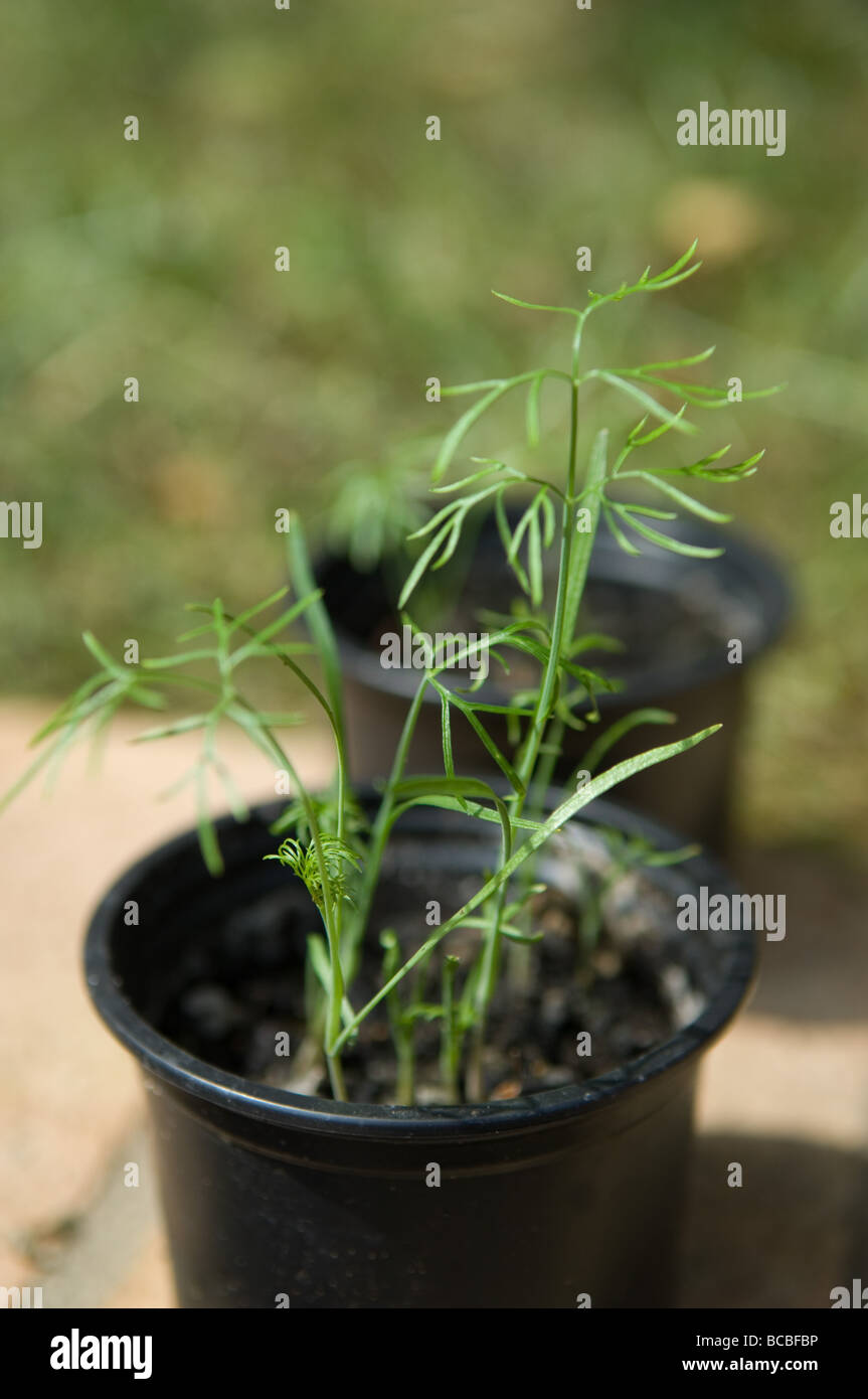 Fennel seed hires stock photography and images Alamy