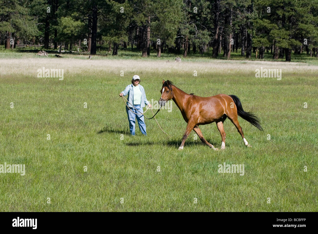 Arabian Horse being trained Stock Photo