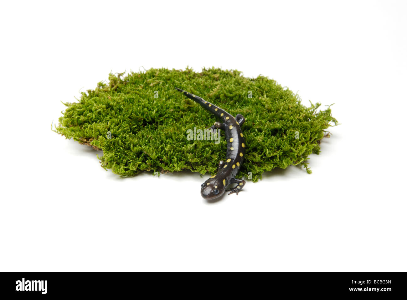 Spotted salamander Ambystoma maculatum on an island of moss. The moss is an oasis of habitat for the salamander. Stock Photo