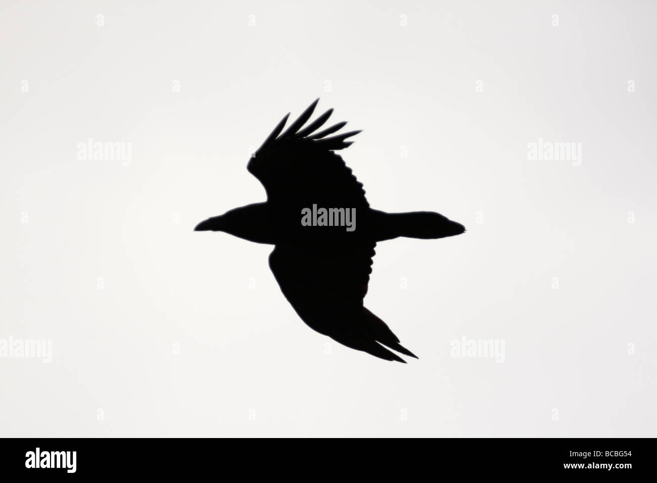 Silhouette of a RAVEN, Corvus corax, in flight Stock Photo