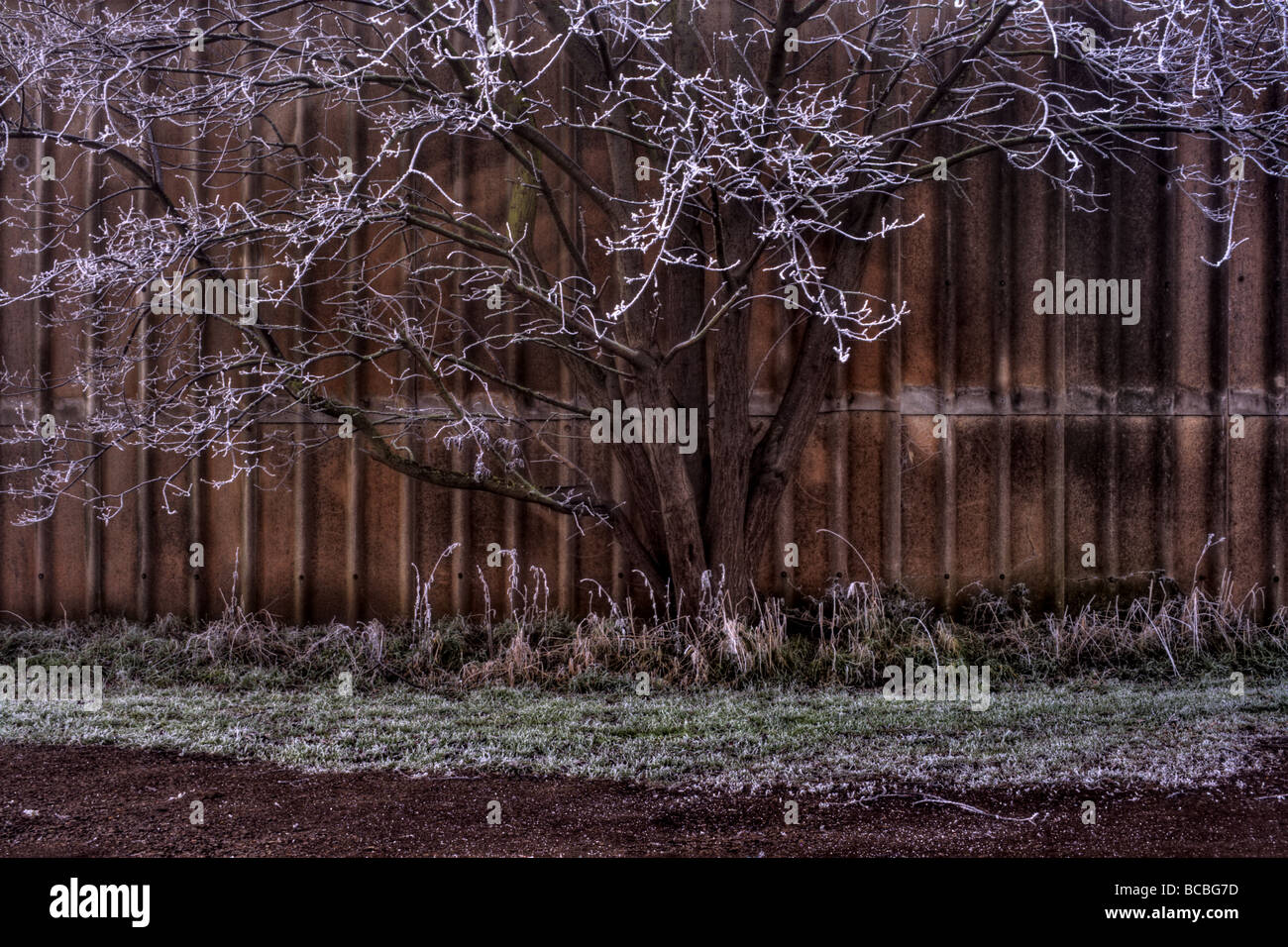Frost covered tree on a farm Stock Photo