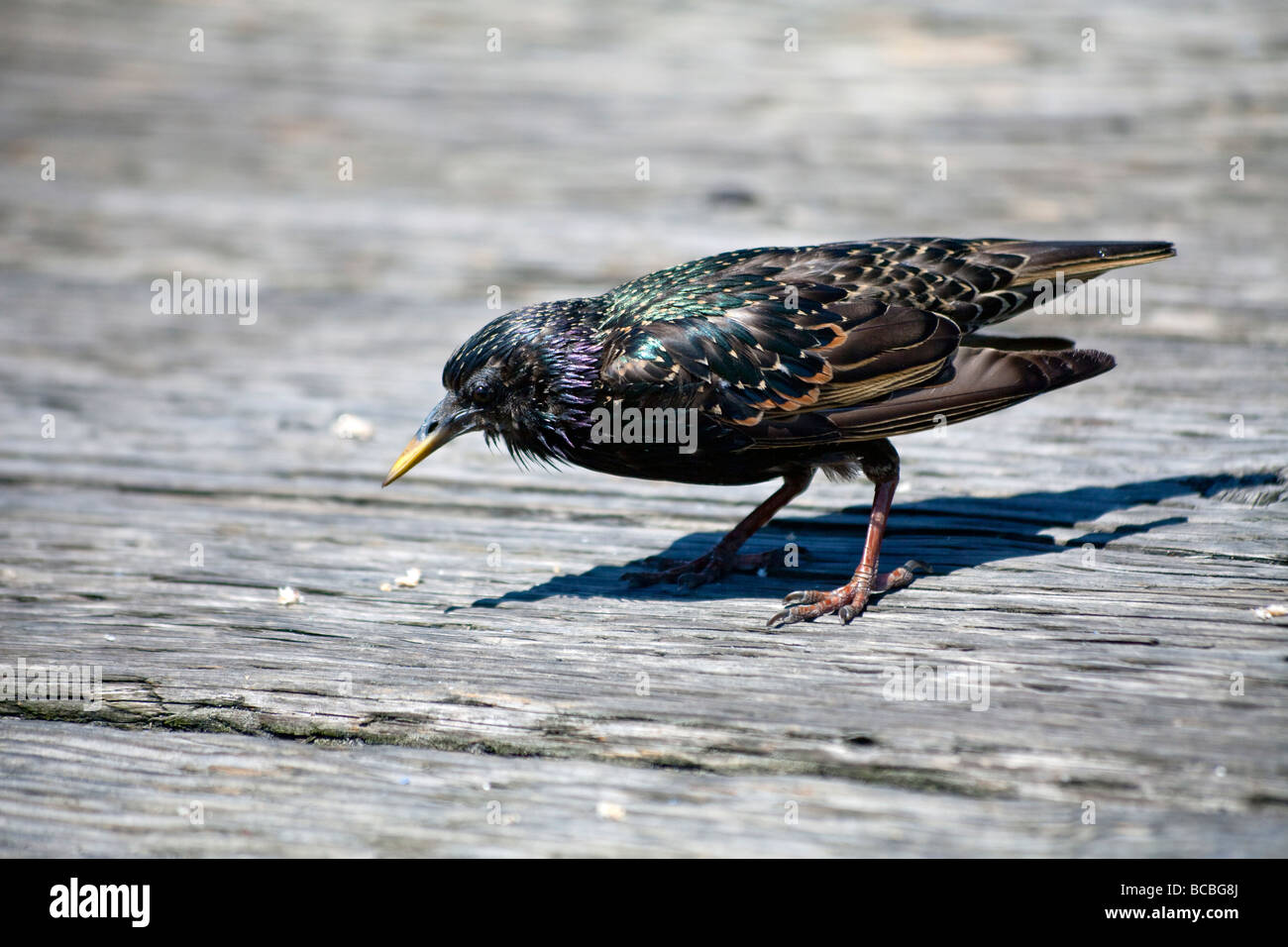 starling scavenging for food on Granville Island pier Vancouver, BC, Canada Stock Photo