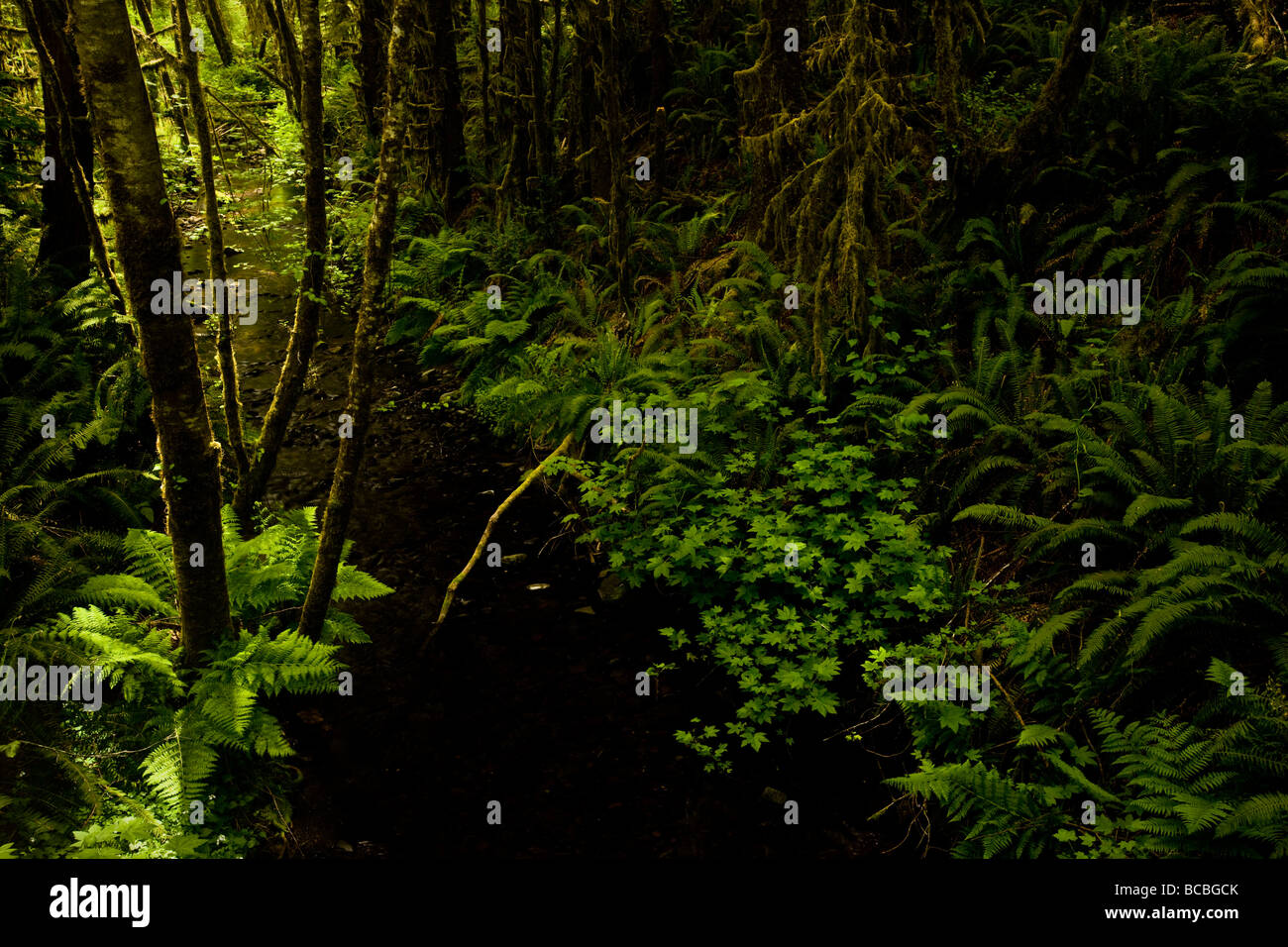 Lost Man Creek winds through a fern-floored forest in Redwood National Park, California. Stock Photo