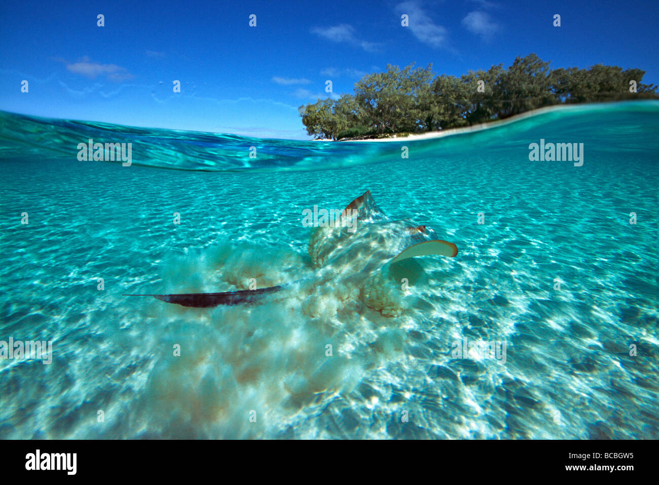Stingray at Heron Island Great Barrier Reef Australia Stock Photo