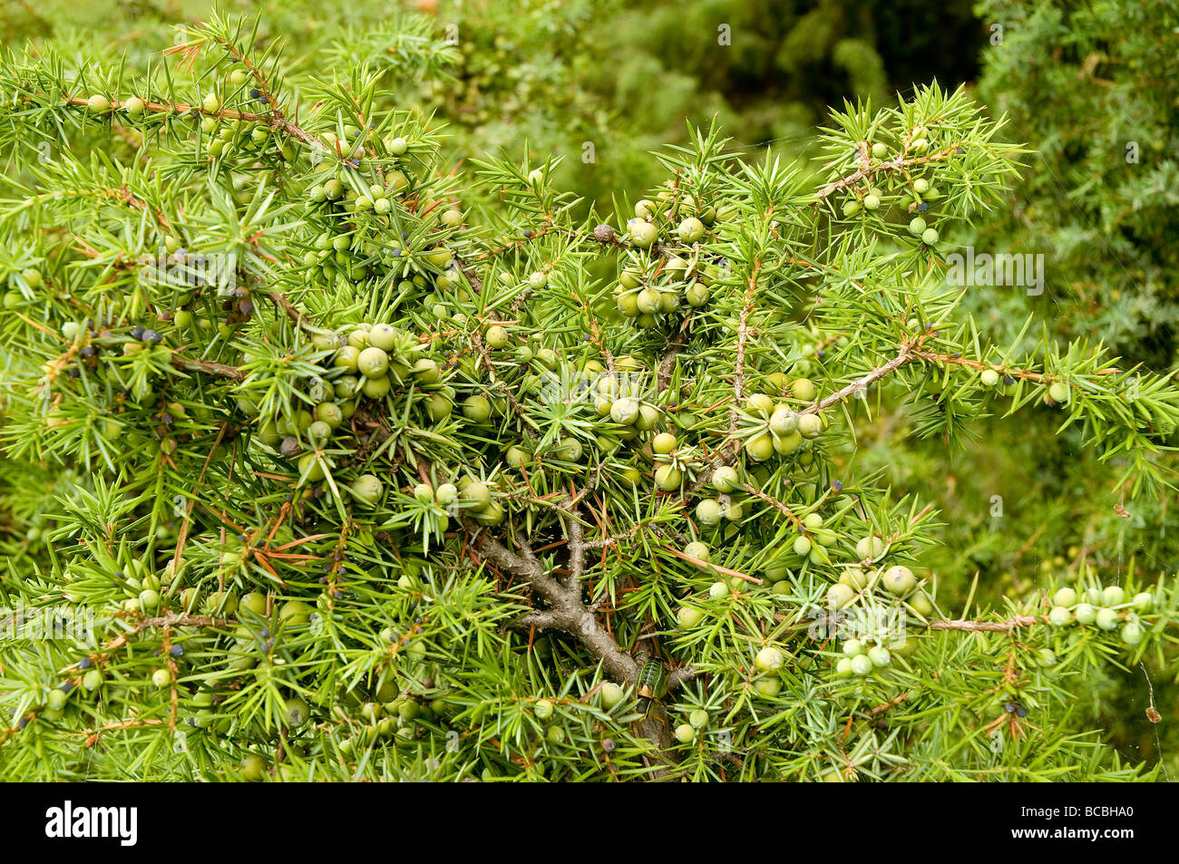 a juniper plant Stock Photo