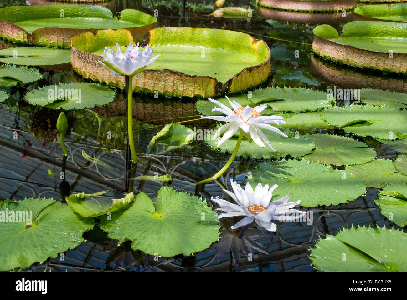 Water Lily At Kew Gardens Stock Photo Alamy   Water Lily At Kew Gardens BCBHX8 