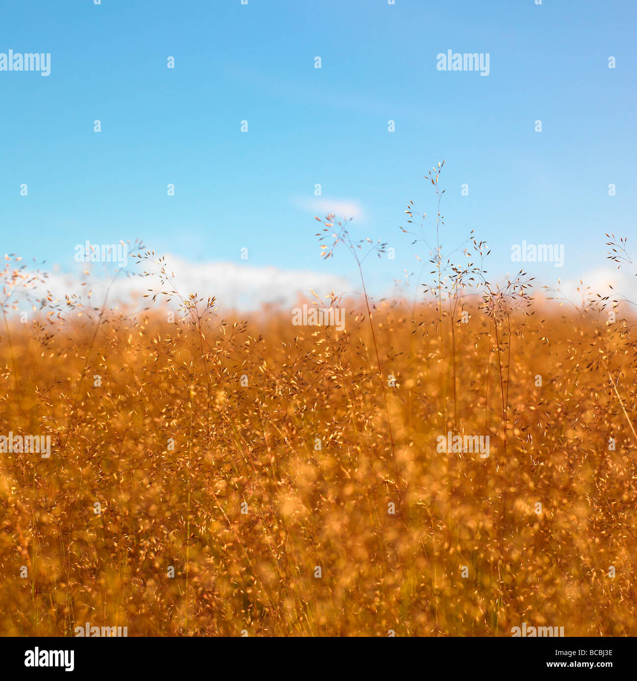 Grass seed heads with blue sky Stock Photo Alamy
