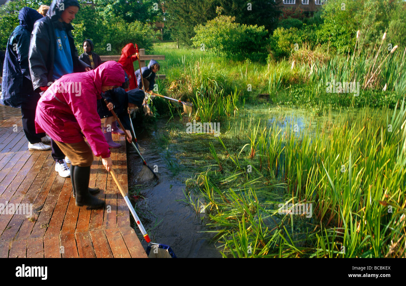 Pond Dipping Educational Trip Stock Photo