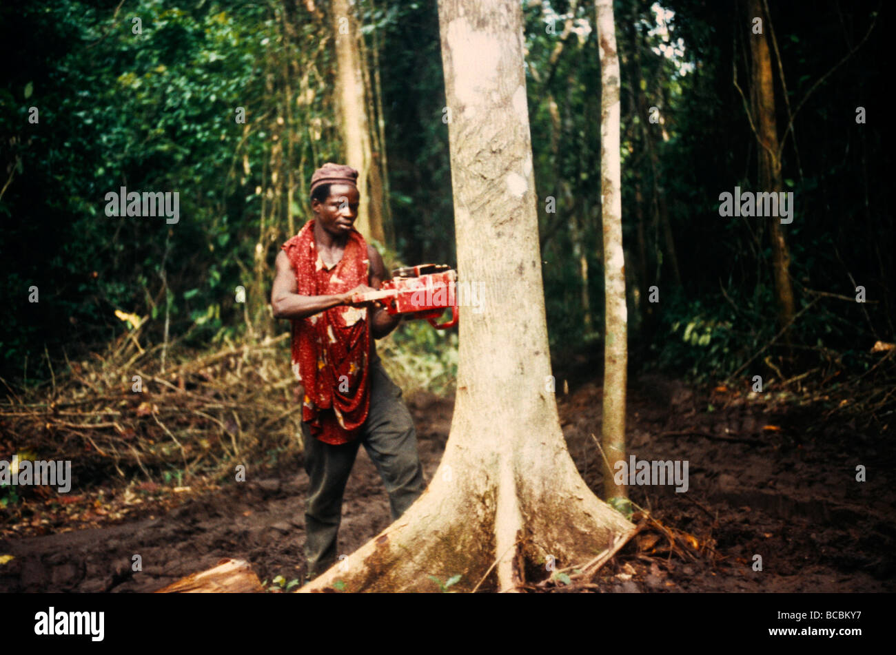 Nigeria Bendes Logging Man Using Power Saw Stock Photo