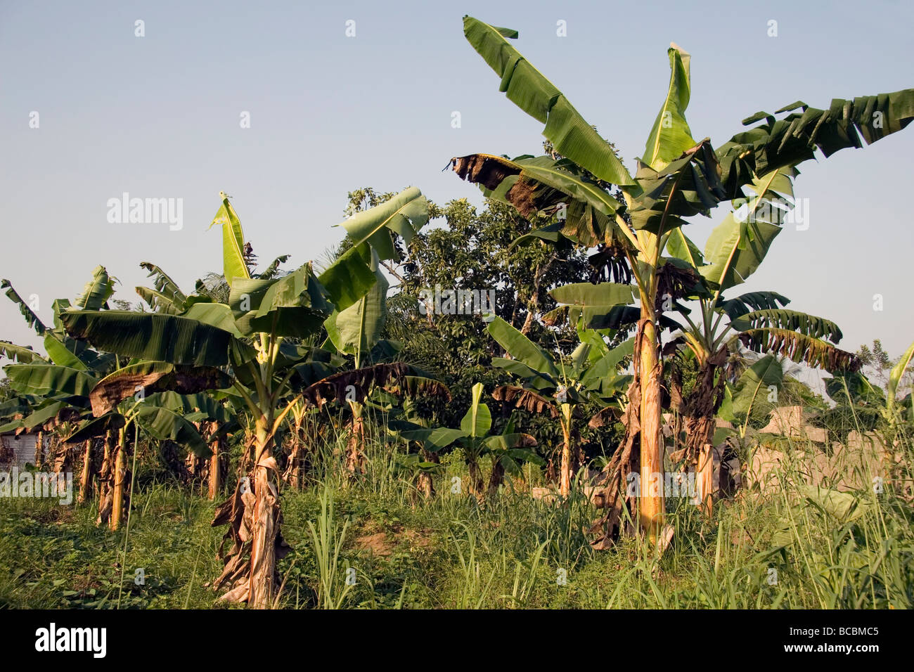 Small plantation of plantain trees growing in village of Bonendale near