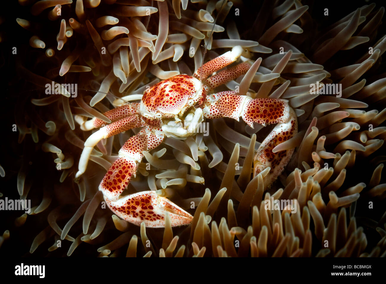 Porcelain crab Stock Photo