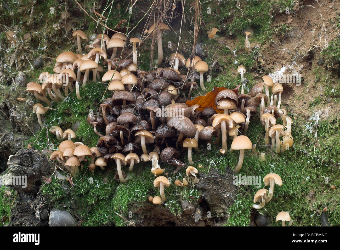 Fungi and moss on uprooted tree stump Stock Photo