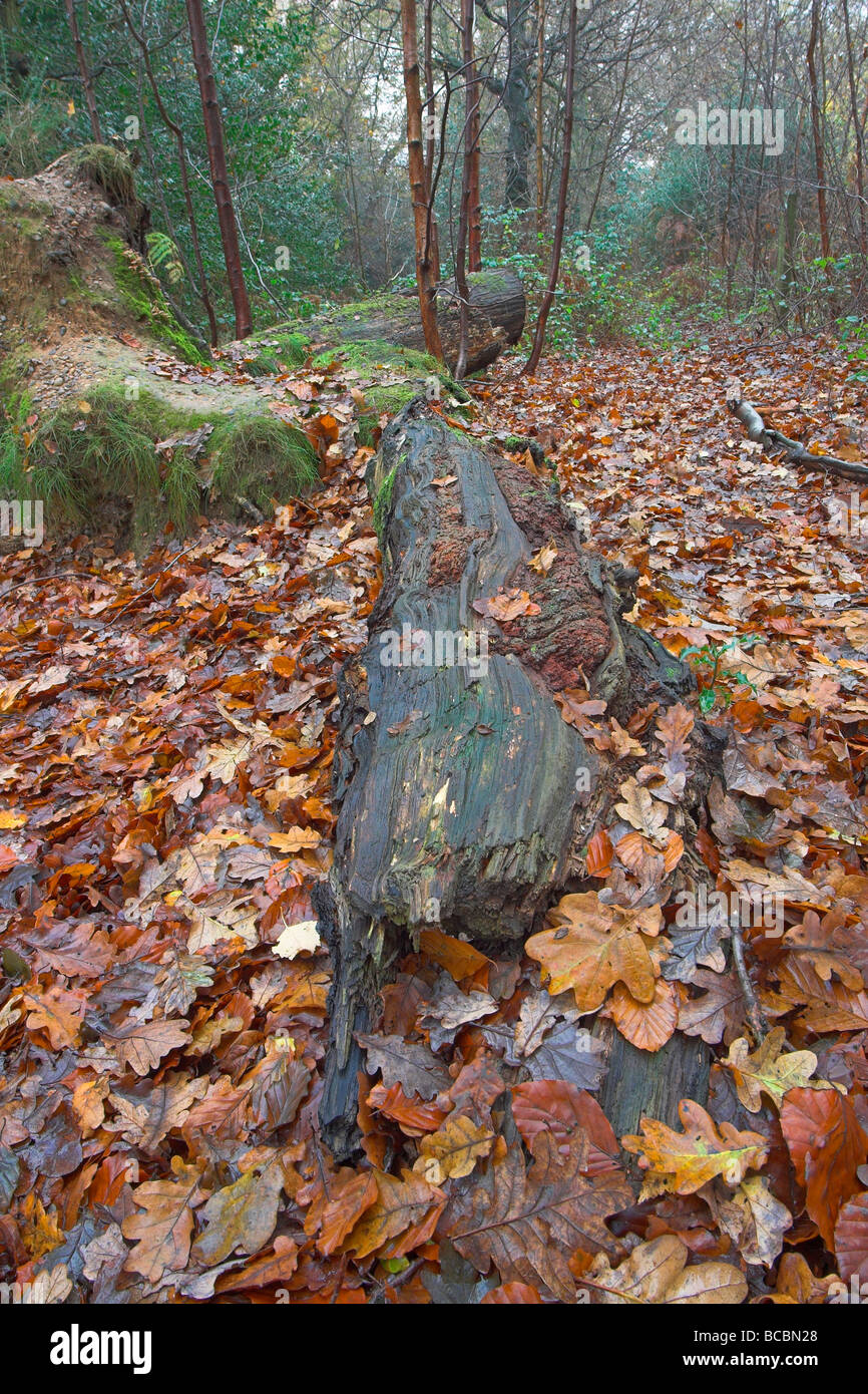 Fallen tree and leaves in wood Stock Photo