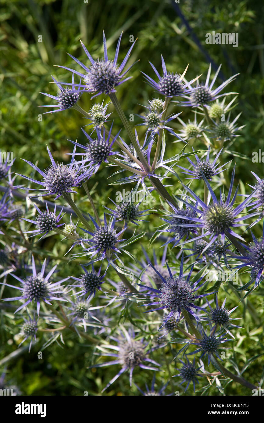 Eryngium bourgatii plant Stock Photo Alamy