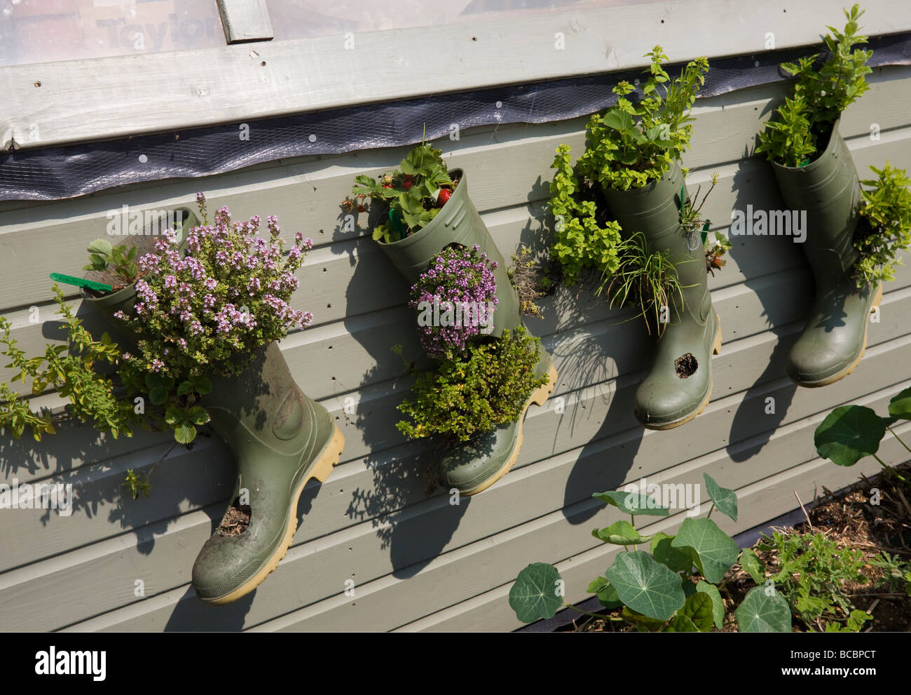 Green wellies used for planting flowers on shed wall Stock Photo Alamy