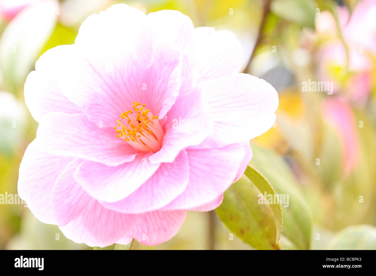 a citrus sweet touch of spring the lovely camellia fine art photography Jane Ann Butler Photography JABP484 Stock Photo
