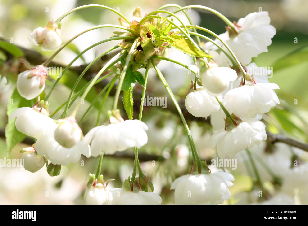 Double gean blossom characteristic white hires stock photography and