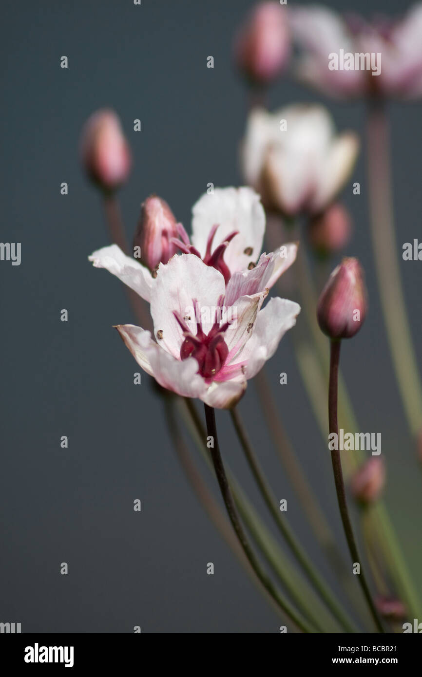 A group of pink flowers with long stems Stock Photo Alamy