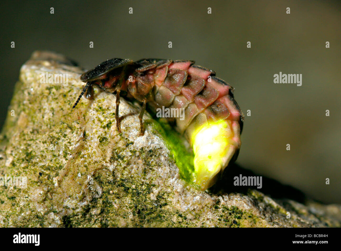 download glow worm butterfly download glow worm butterfly