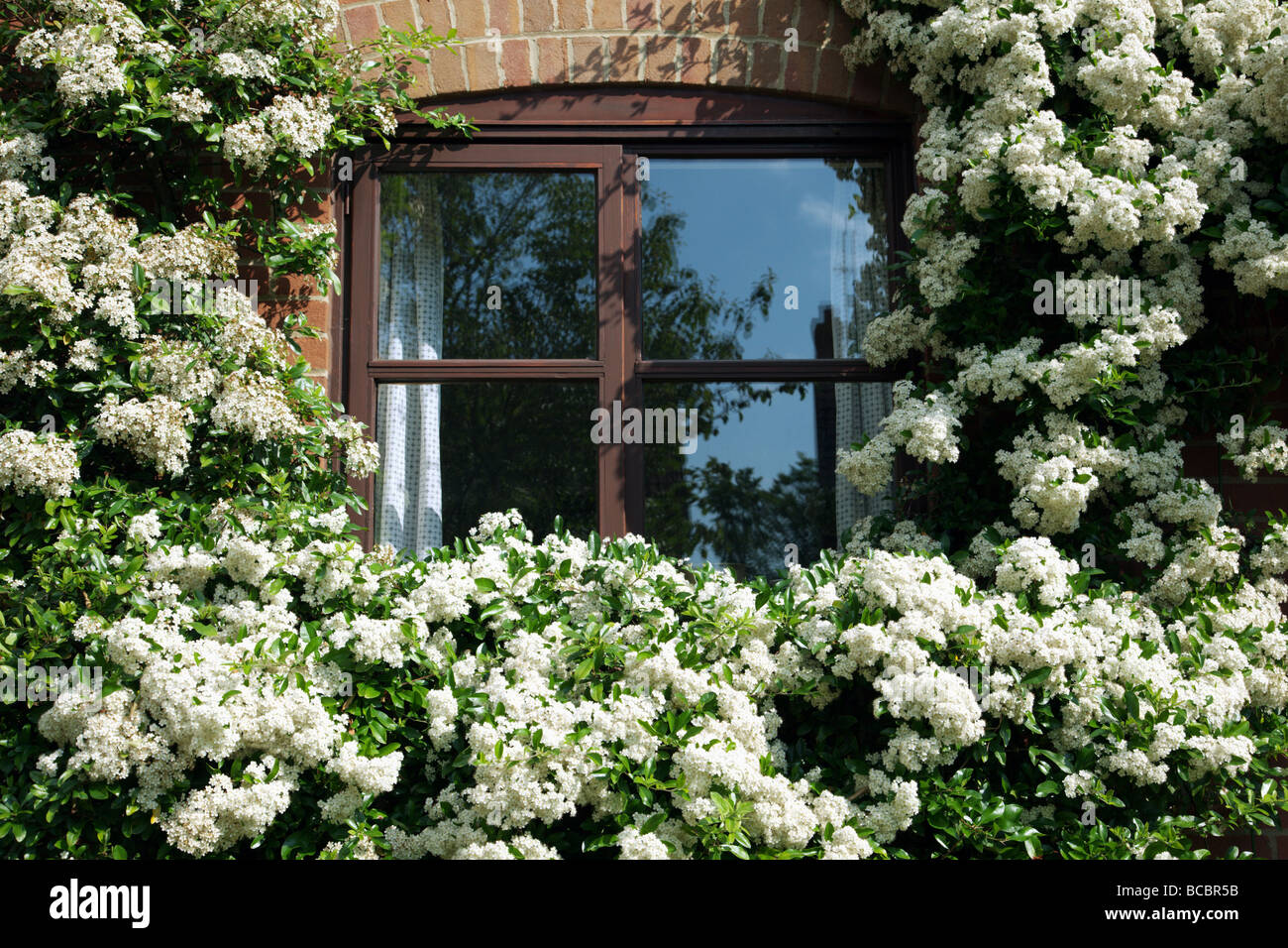 Pyracantha blossom around window Stock Photo